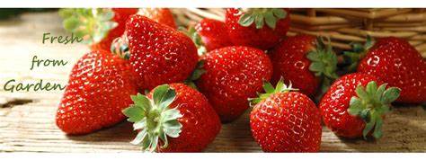 Mahabaleshwar’s Berry Best: A Guide to Visiting Strawberry Farms