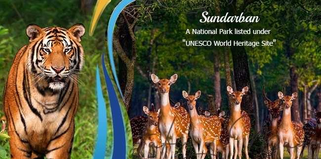 Wildlife Watching in Sundarbans National Park, West Bengal