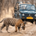 Wilds of India