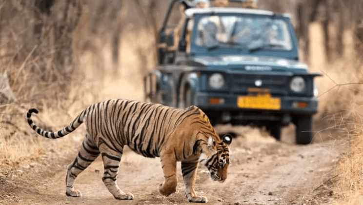 The Wilds of India: Wildlife, Trekking, and More