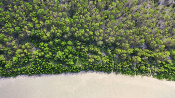 Air Pollution Threatens the Fragile Balance of the Sundarbans Mangrove Ecosystem