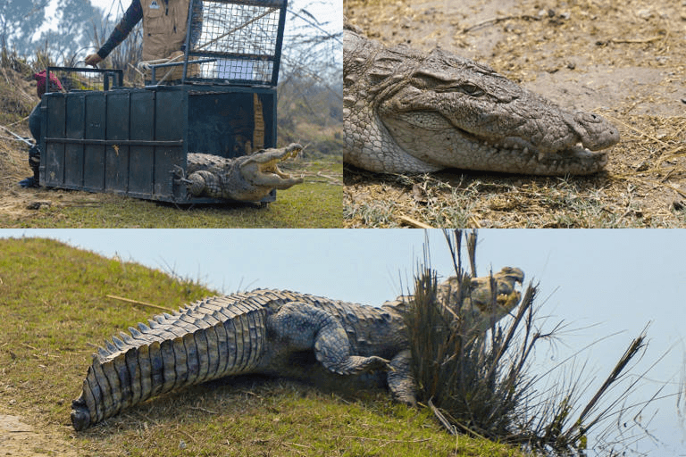 Celebrating World Crocodile Day: A Commitment To Conservation